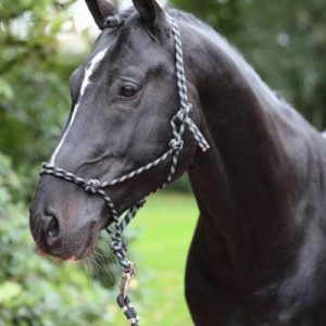 Covalliero Licol Ethologique