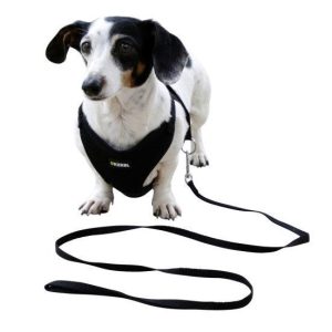 Harnais pour Chiots avec Laisse