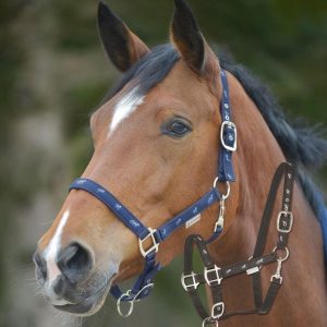 Licol Petite Chevaux